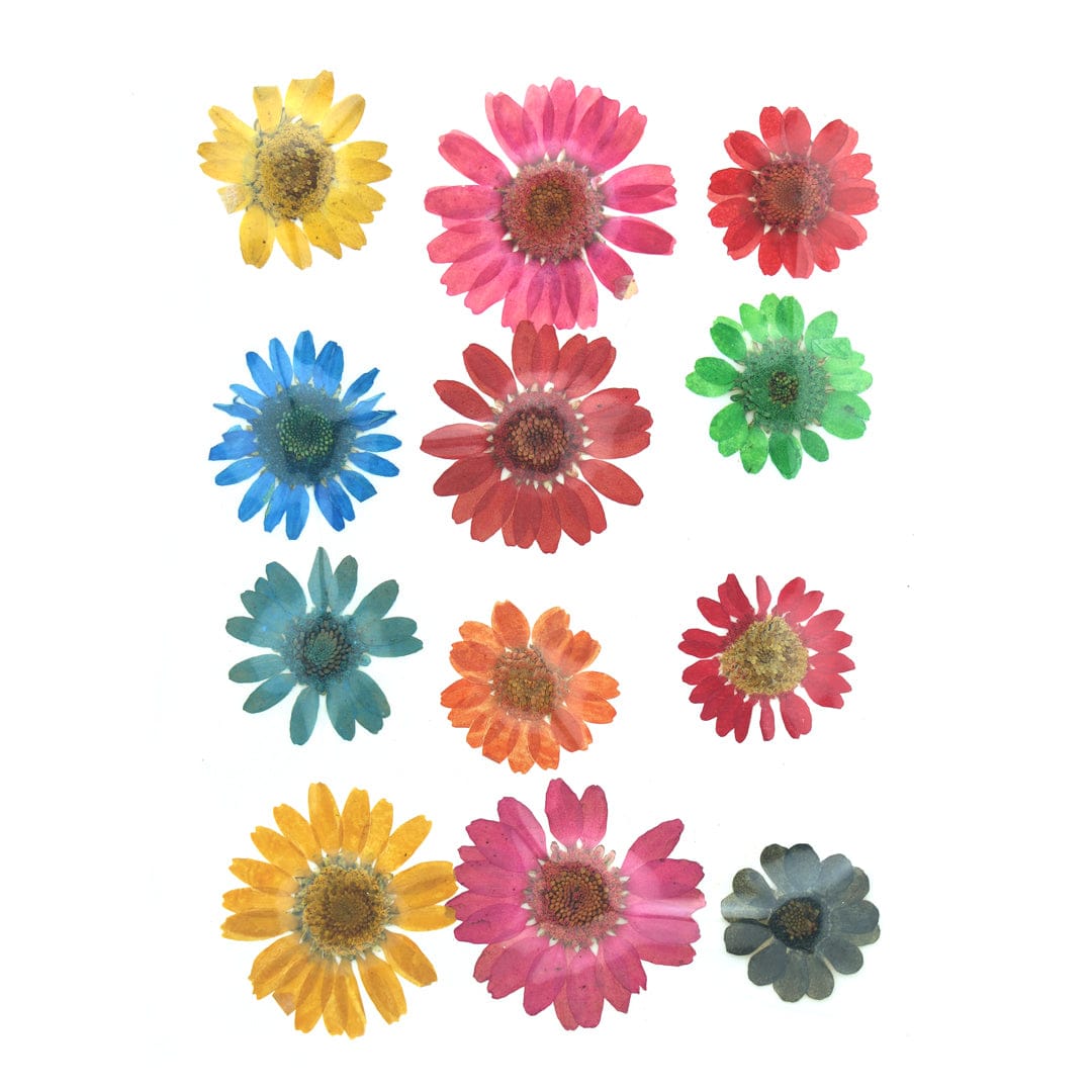 My Store NATURAL FLOWER 12 In 1 Multy Pressed Dry Daisy Flowers