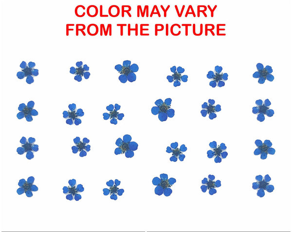 My Store NATURAL FLOWER BLUE PLUM BLOSSOM PRESSED FLOWER
