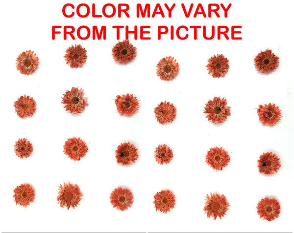 My Store NATURAL FLOWER MINI ORANGE DRIED SUN FLOWER