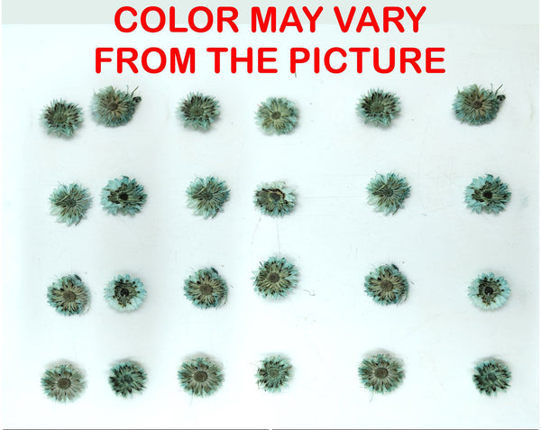 My Store NATURAL FLOWER MINI C.GREEN DRIED SUN FLOWER