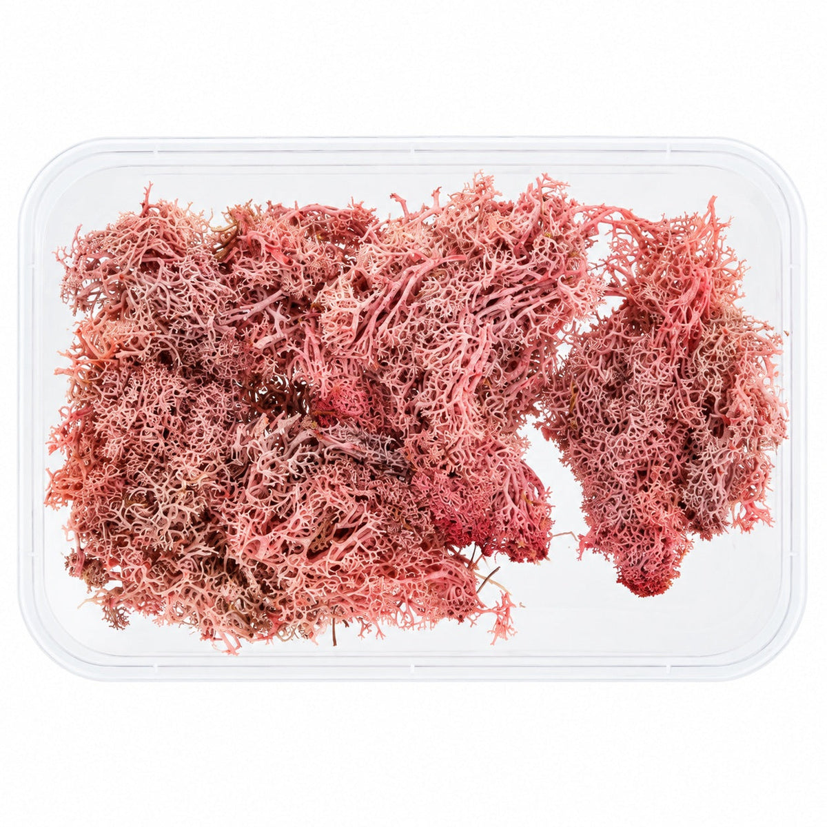 Pink Preserved Reindeer Moss for Resin Art, Terrarium Decoration, Miniature Gardens & DIY Crafts