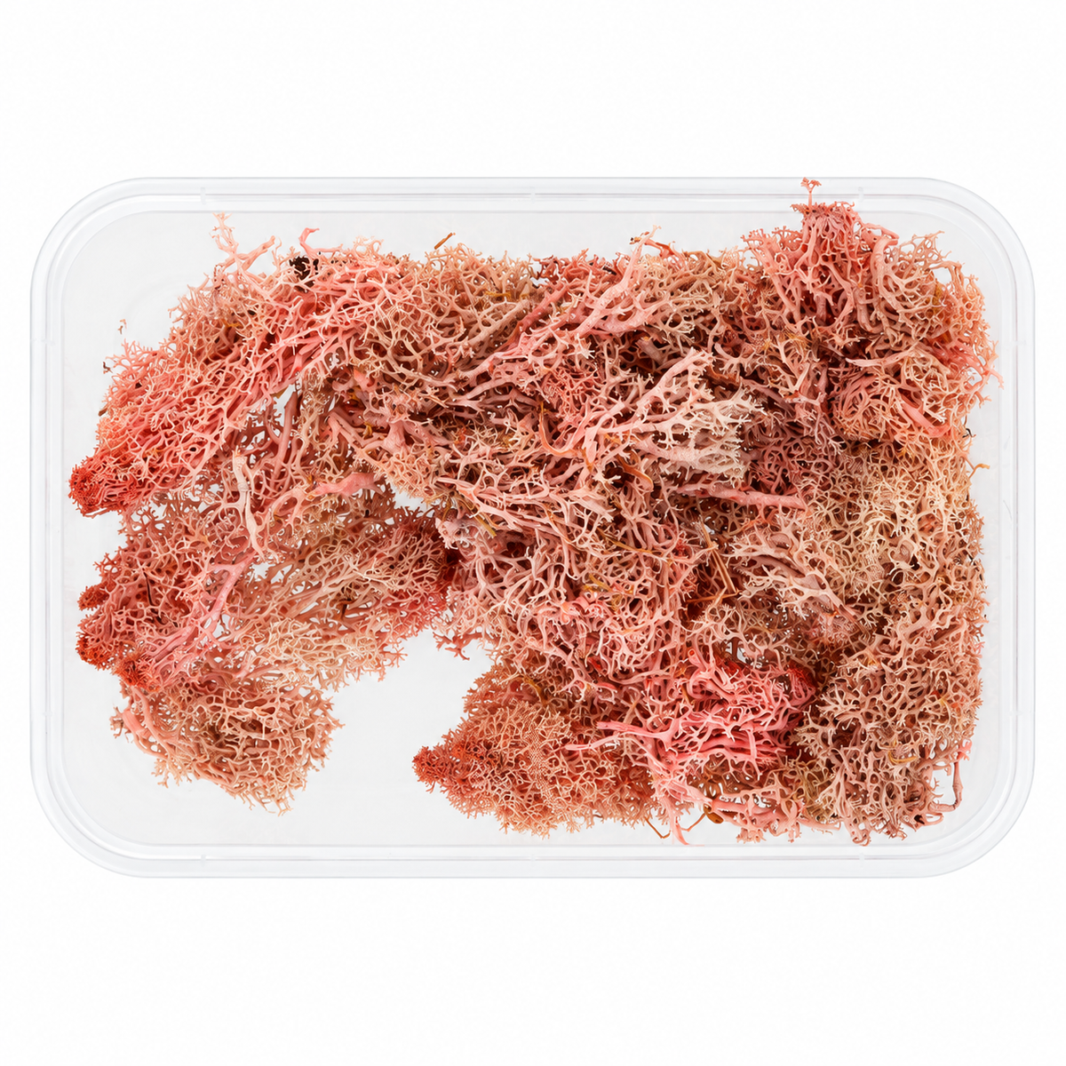 Coral Pink Preserved Reindeer Moss for Resin Art, Terrarium Decoration, Miniature Gardens & DIY Crafts