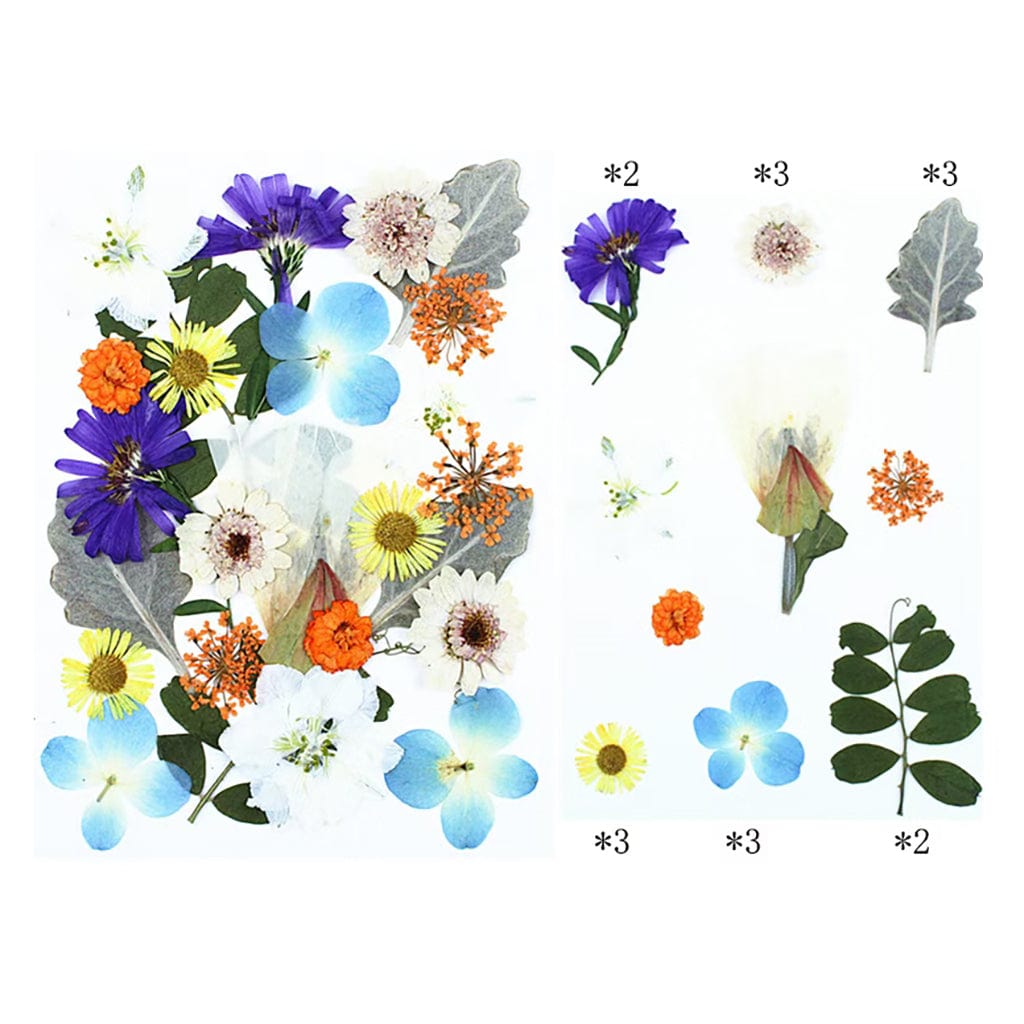 My Store DRY PRESSED FLOWER 25 In 1 Pressed Flowers FL005