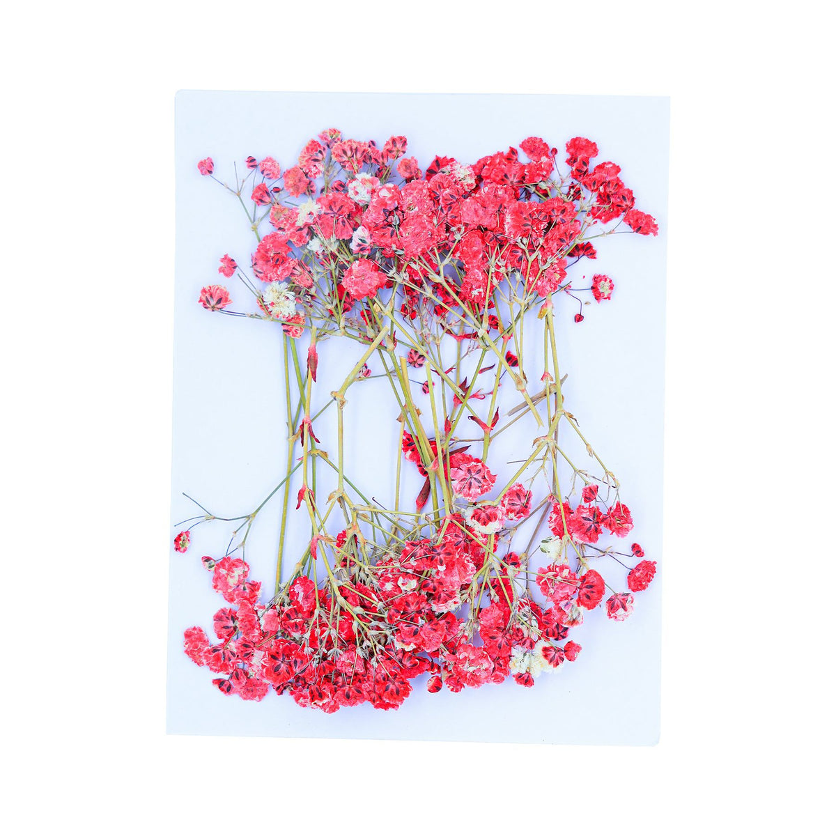 My Store DRY PRESSED FLOWER RED BABY BREATH PRESSED FLOWER