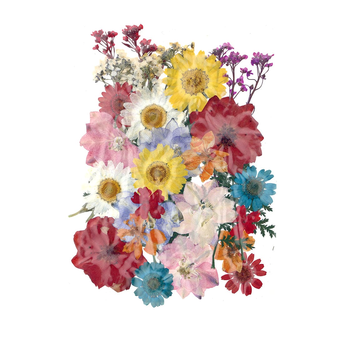 My Store DRY PRESSED FLOWER 40 In 1 Pressed Flowers Fl147