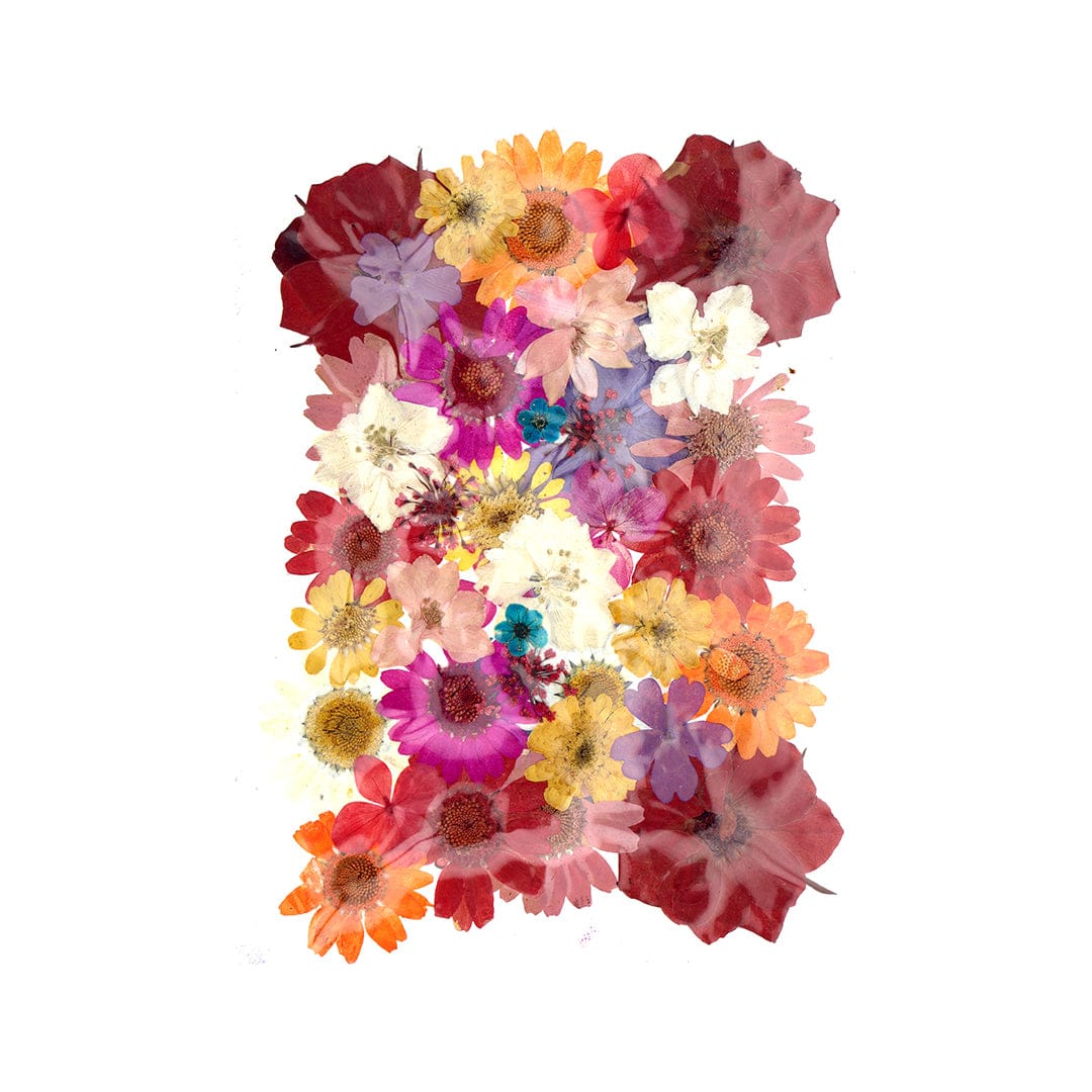 My Store DRY PRESSED FLOWER 40 In 1 Pressed Flowers Fl149