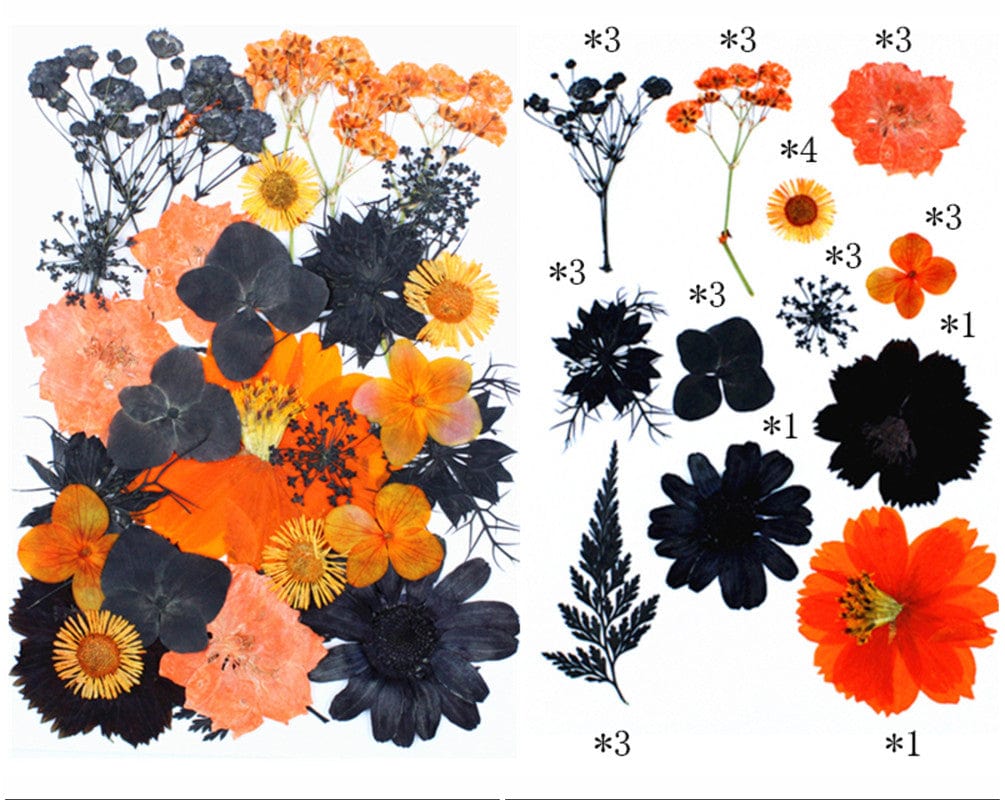 My Store DRY PRESSED FLOWER 31 IN 1 PRESSED FLOWERS FL180