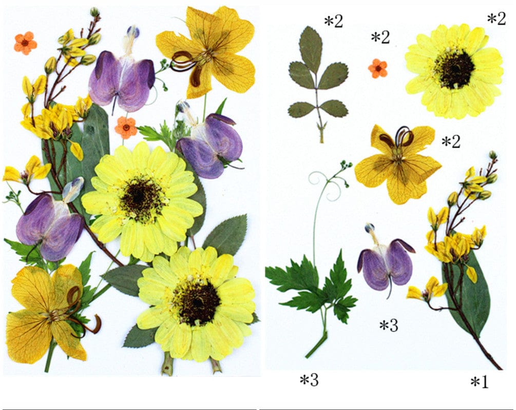 My Store DRY PRESSED FLOWER 15 IN 1 PRESSED FLOWERS FL187