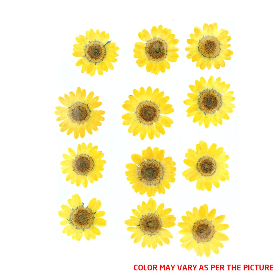My Store DRY PRESSED FLOWER Yellow Daisy Pressed Dry Flower Fl2002