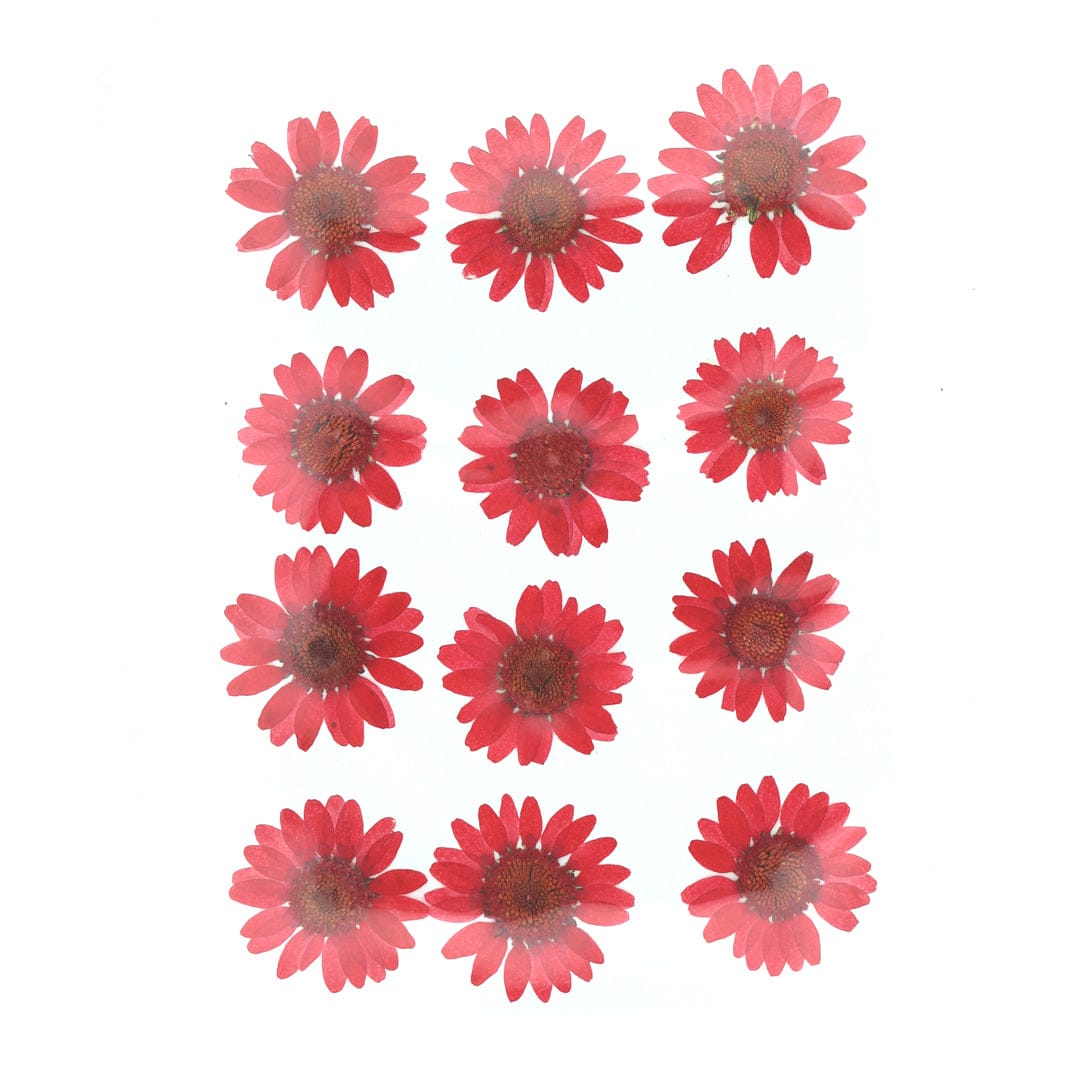 My Store DRY PRESSED FLOWER Red Daisy Pressed Dry Flower Fl2005