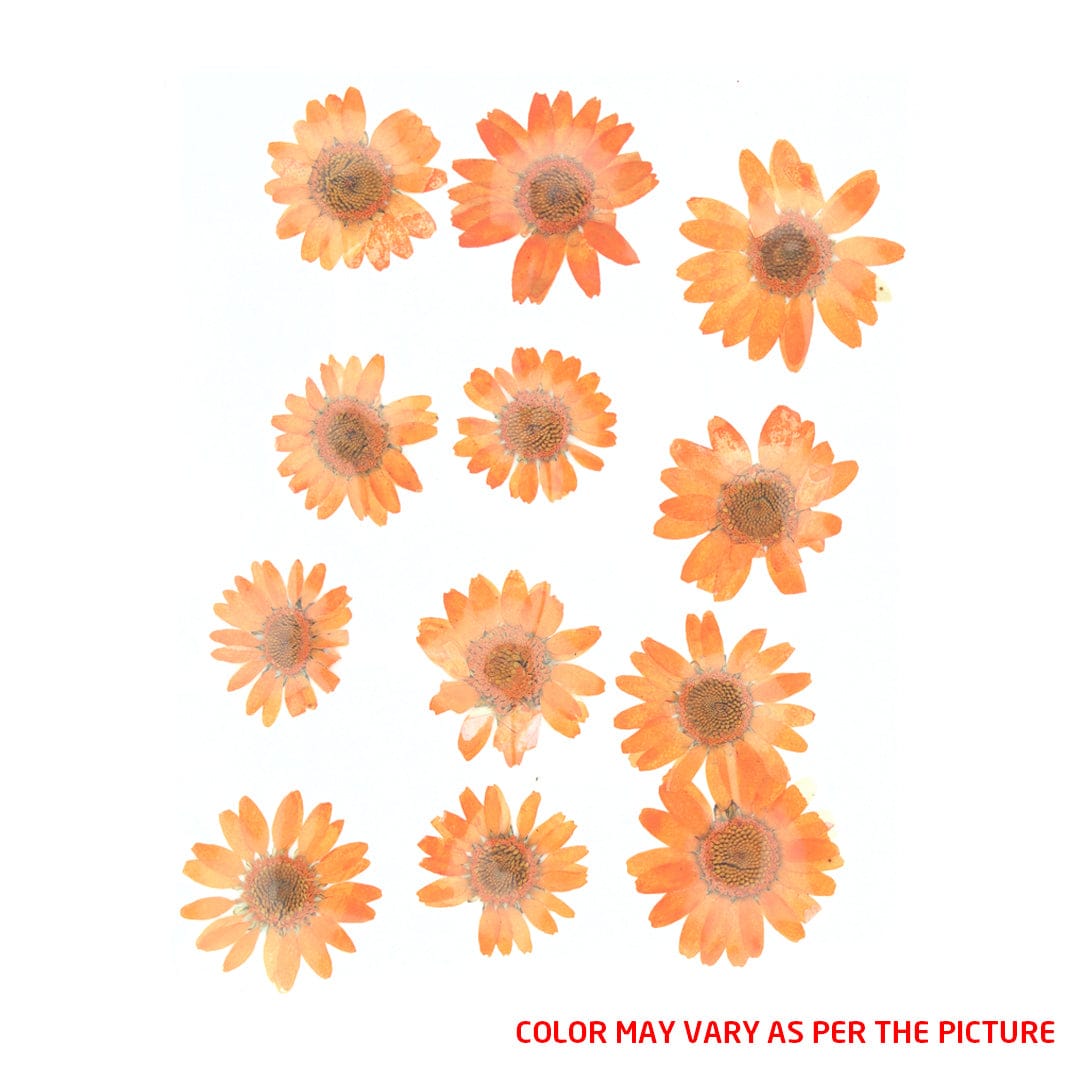 My Store DRY PRESSED FLOWER Orange Daisy Pressed Dry Flower Fl2006