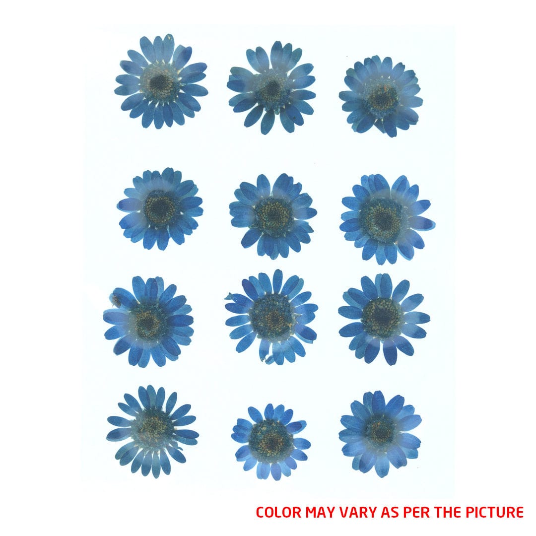 My Store DRY PRESSED FLOWER Ink Blue Daisy Pressed Dry Flower Fl2008