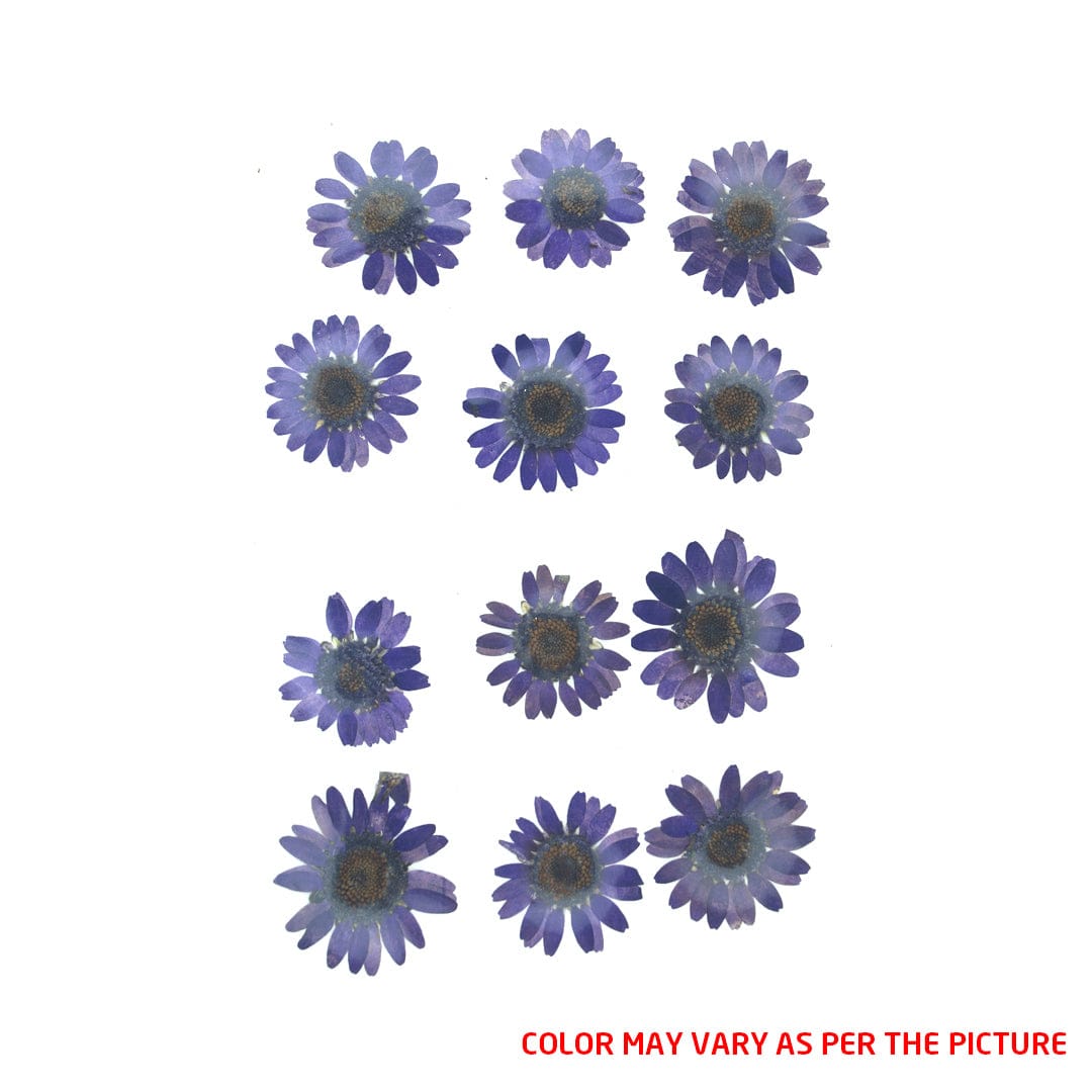 My Store DRY PRESSED FLOWER Deep Violet Daisy Pressed Dry Flower
