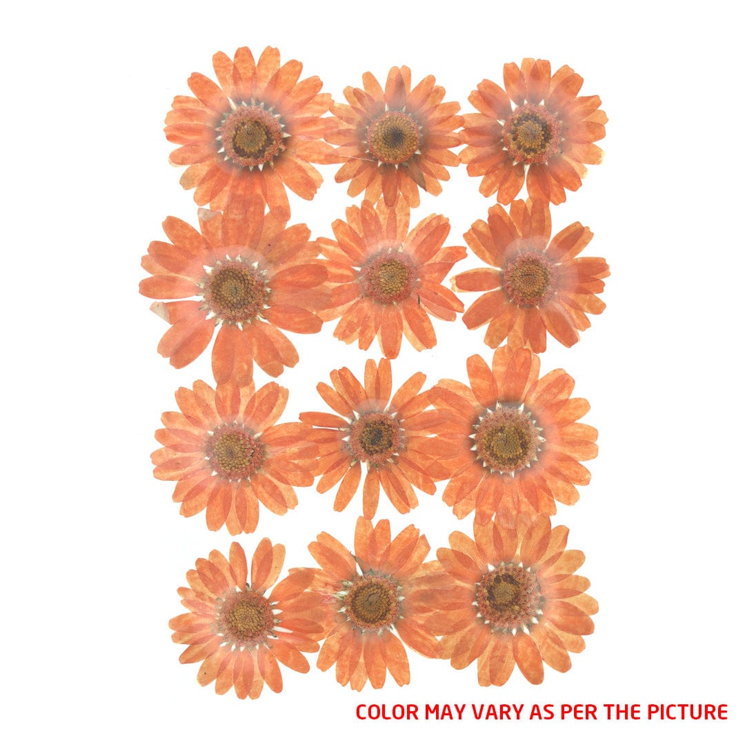 My Store DRY PRESSED FLOWER D.Orange Daisy Pressed Dry Flower