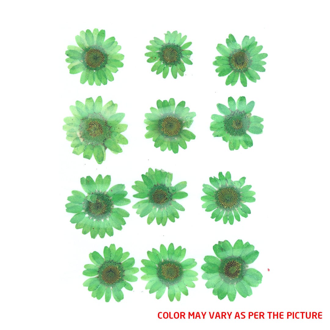 My Store DRY PRESSED FLOWER Forest Green Daisy Pressed Dry Flower