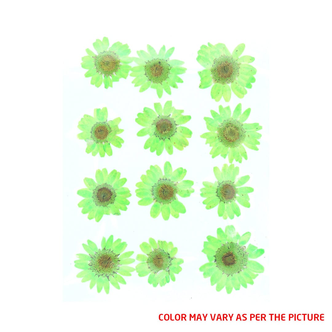 My Store DRY PRESSED FLOWER Neon Green Daisy Pressed Dry Flower