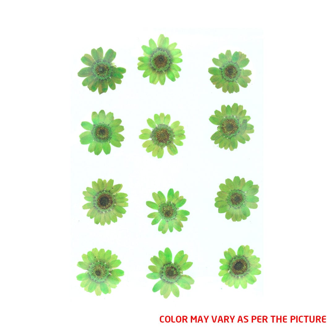 My Store DRY PRESSED FLOWER Parrot Green Daisy Pressed Dry Flower
