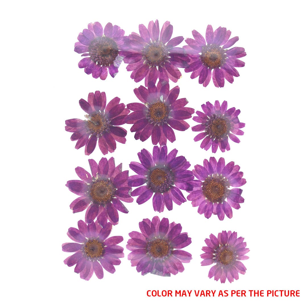 My Store DRY PRESSED FLOWER Wine Daisy Pressed Dry Flower