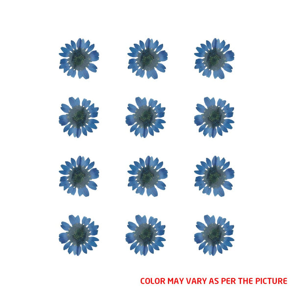 My Store DRY PRESSED FLOWER Mini Dark Blue Daisy Pressed Dry Flower