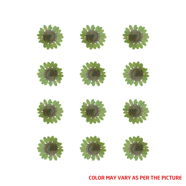 My Store DRY PRESSED FLOWER Mini Green Daisy Pressed Dry Flower