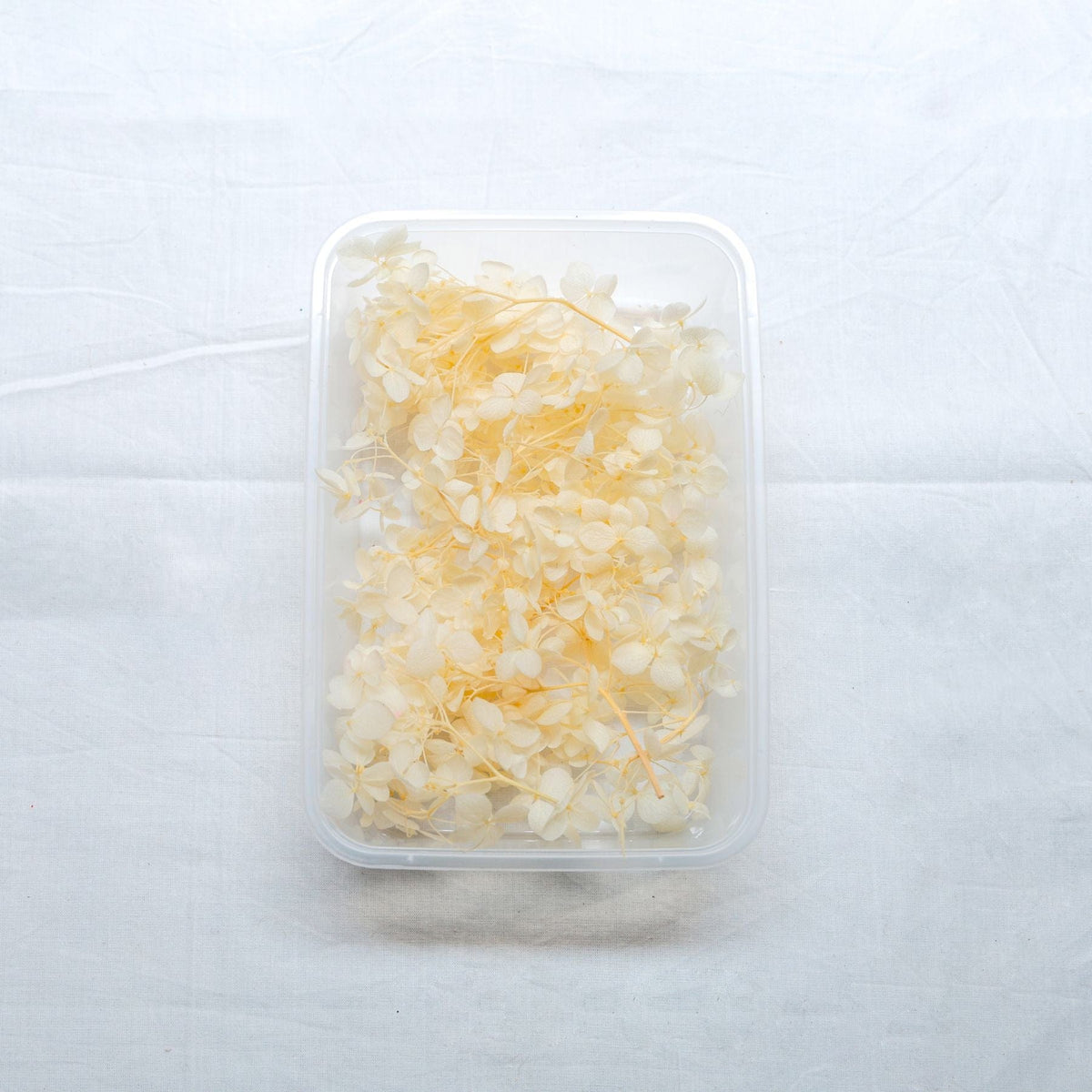 JUST CRAFT IT DRY PRESSED FLOWER Off White Hydrangea Dry Flower
