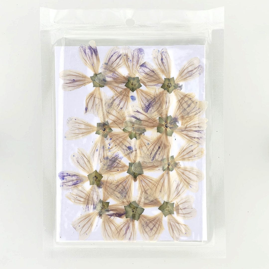 Crafteria DRY PRESSED FLOWER Epilobium Tetragonum Dry Pressed Flower