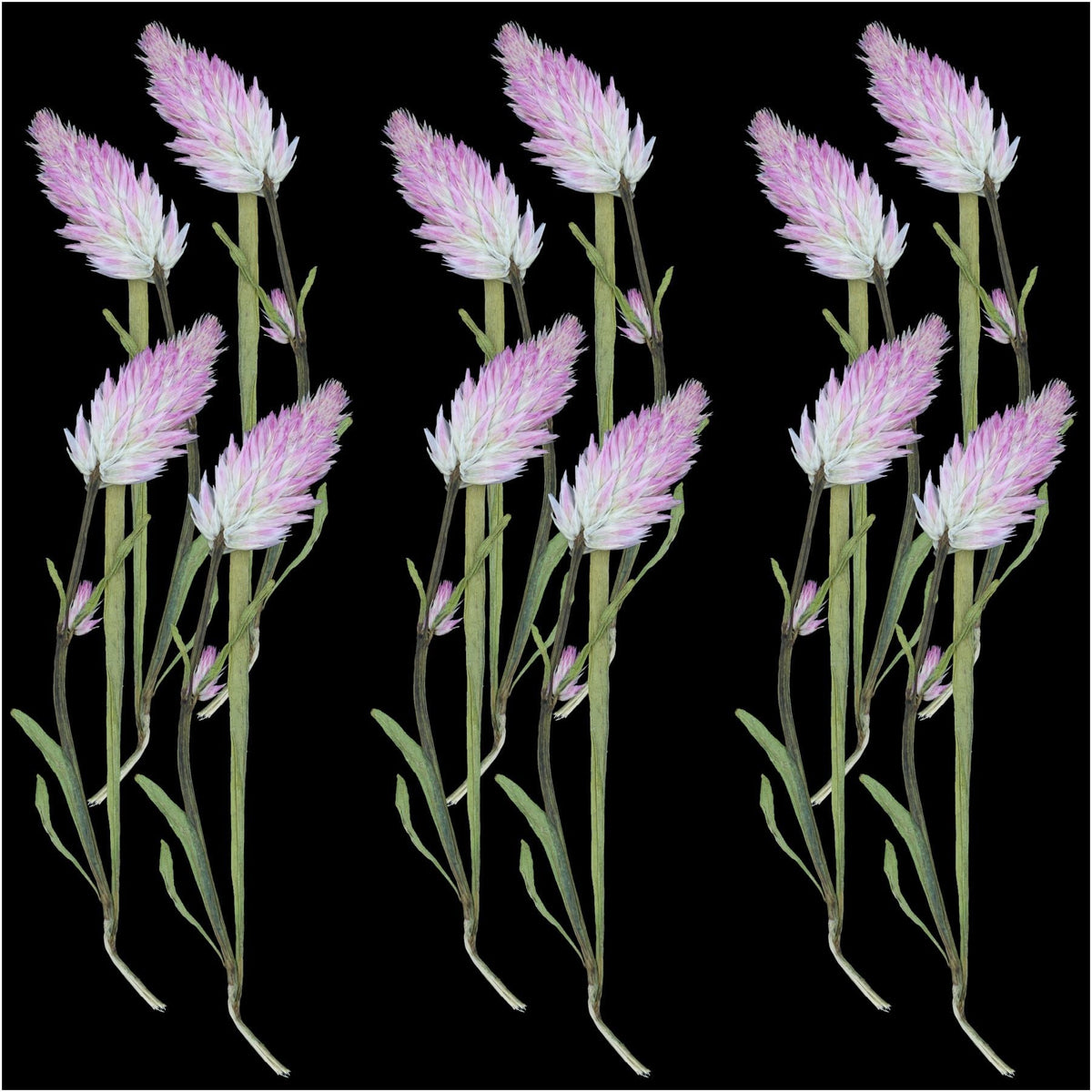 Crafteria DRY PRESSED FLOWER 12Pcs Celosia Palmeri Dry Pressed Flower