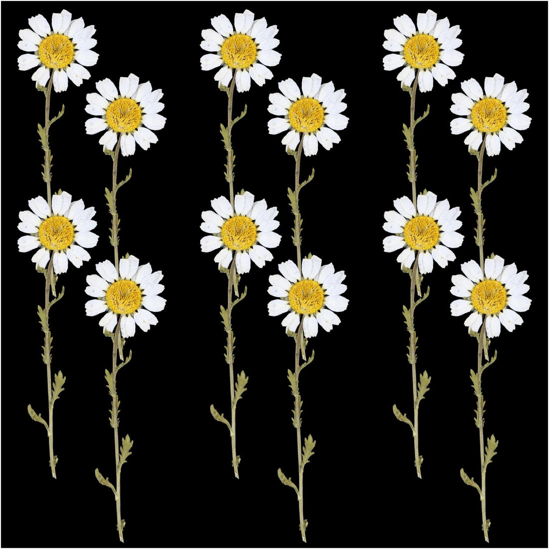 Crafteria DRY PRESSED FLOWER 12Pcs White Daisy Dry Pressed Flower