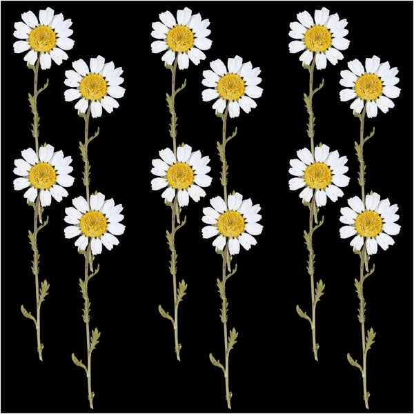 Crafteria DRY PRESSED FLOWER 12Pcs White Daisy Dry Pressed Flower
