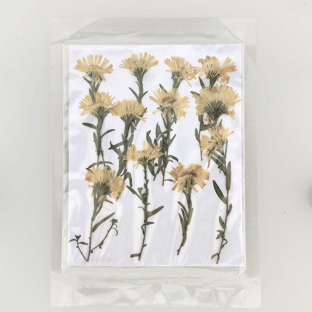 Crafteria DRY PRESSED FLOWER 12Pcs Leucanthemella Serotina Dry Pressed Flower