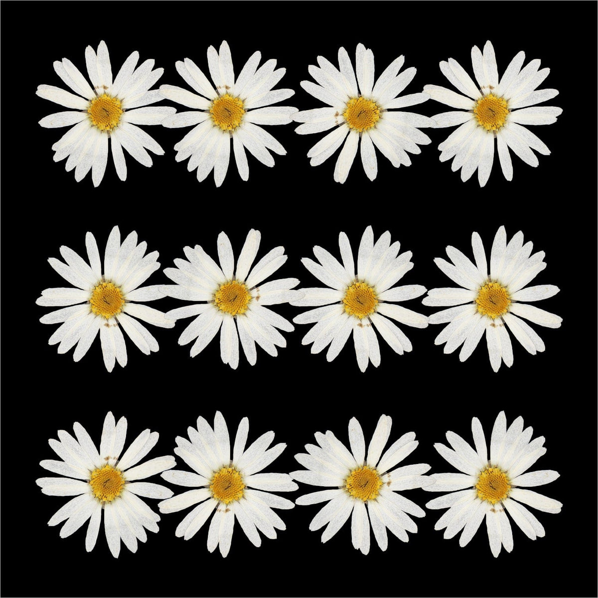 Crafteria DRY PRESSED FLOWER 12Pcs White Daisy Dry Pressed Flower