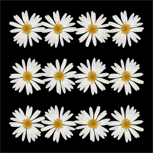 Crafteria DRY PRESSED FLOWER 12Pcs White Daisy Dry Pressed Flower