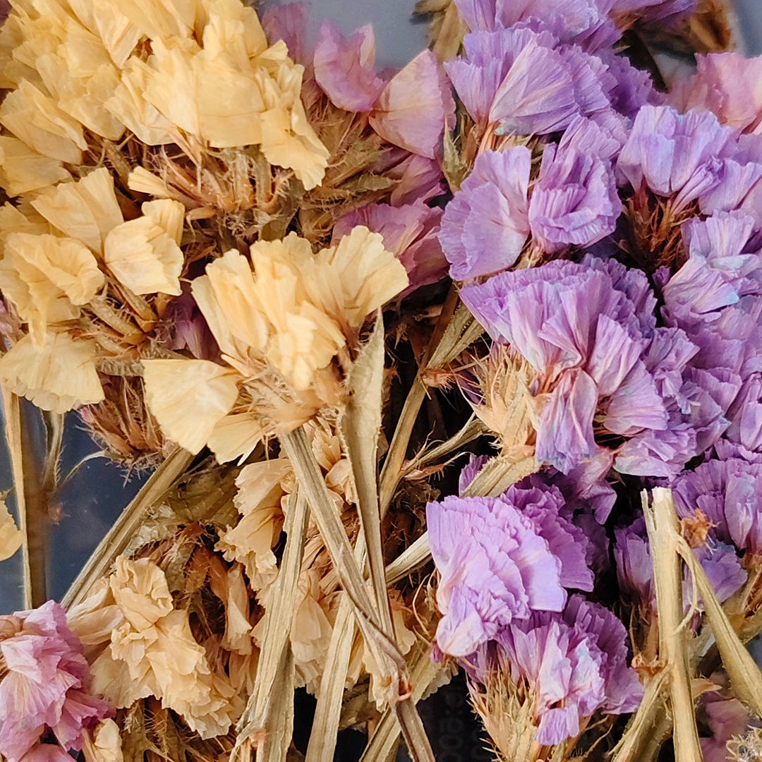 Crafteria Multy Dried Statice Flower FL5101