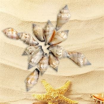 Shell (100Gms) SH003