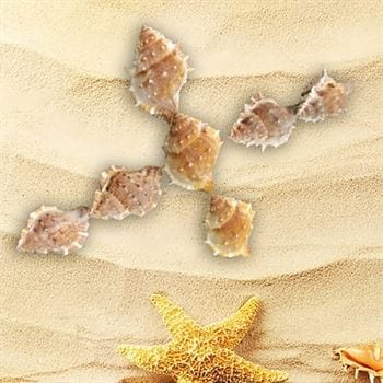 Shell (100Gms) SH007