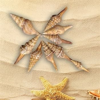 Shell (100Gms) SH009