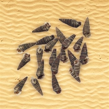 Shell (100Gms) SH010