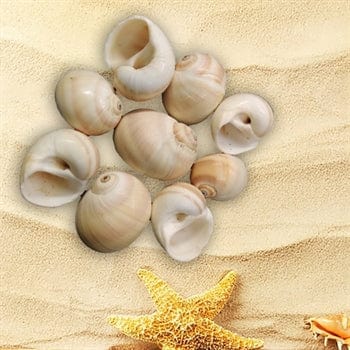 Shell (100Gms) SH011