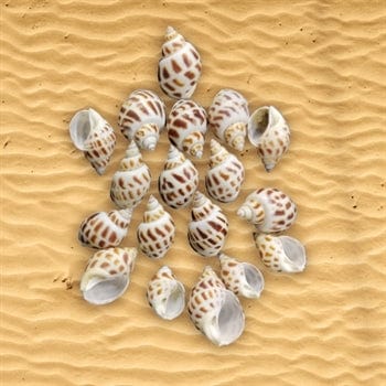Shell (100Gms) SH012
