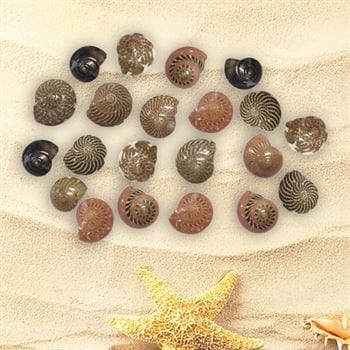 Shell (100Gms) SH013