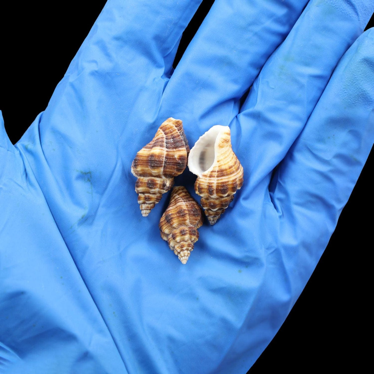 Natural Shell (50Gms) SH014 SH014