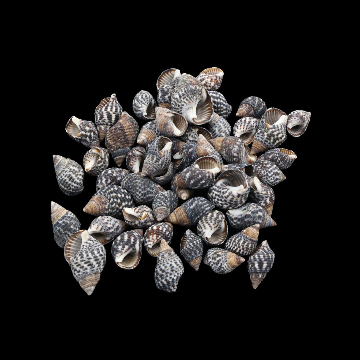 My Store NATURAL SHELL Natural Shell (50Gms) SH017