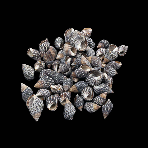 Natural Shell (50Gms) SH017 SH017
