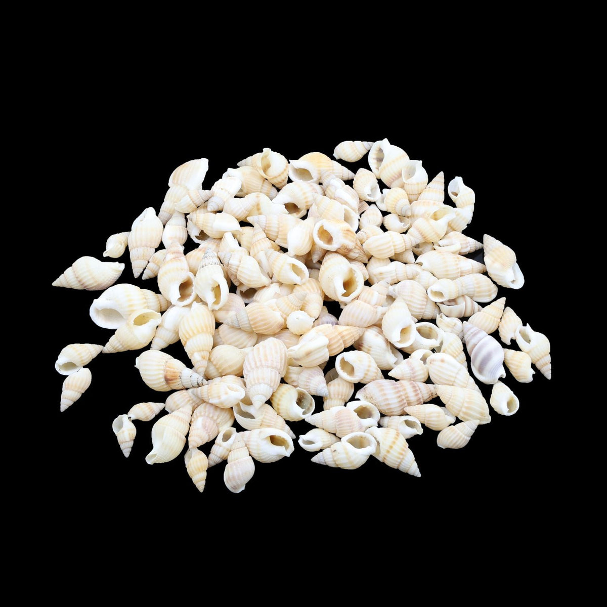 My Store NATURAL SHELL Natural Shell (50Gms) SH019