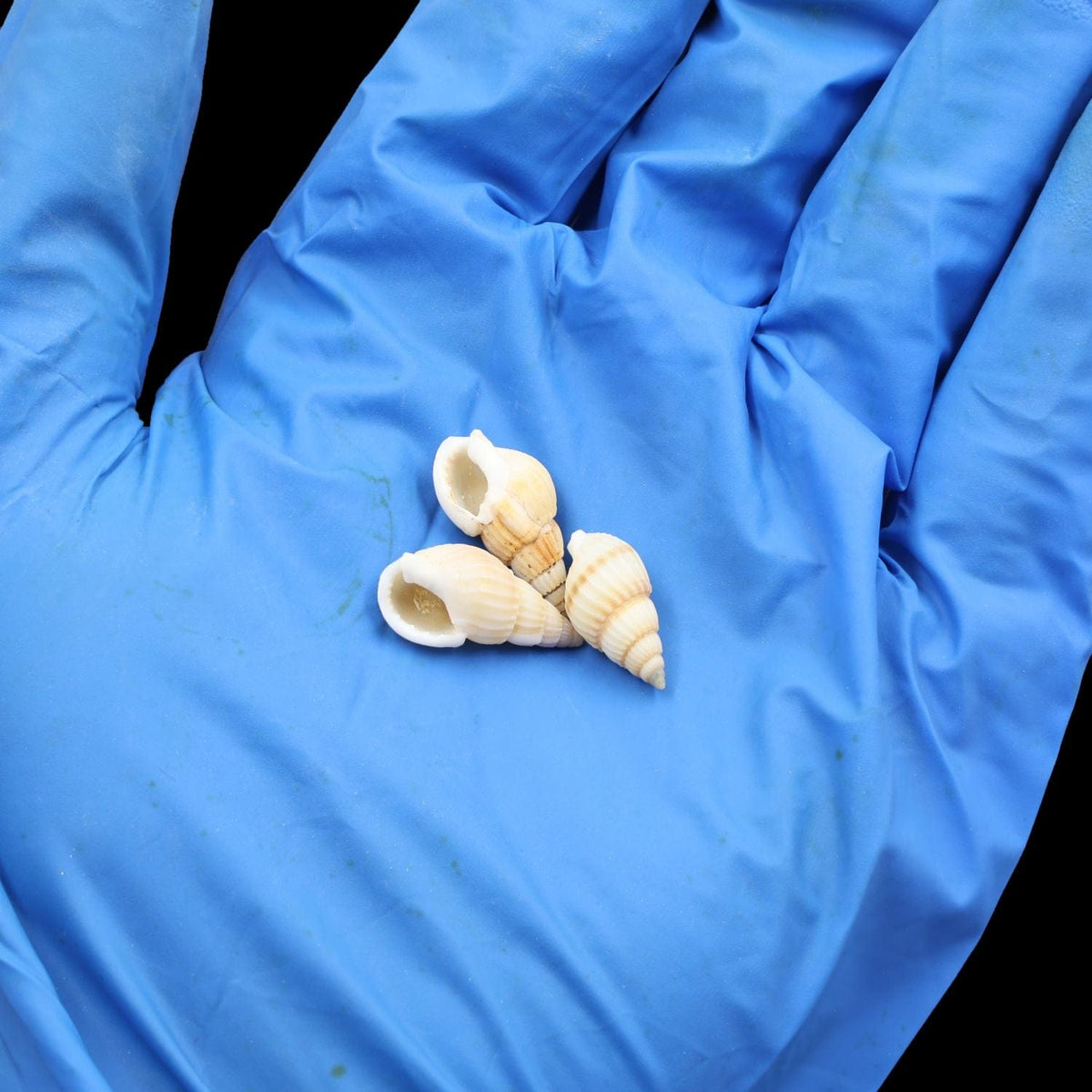 My Store NATURAL SHELL Natural Shell (50Gms) SH019