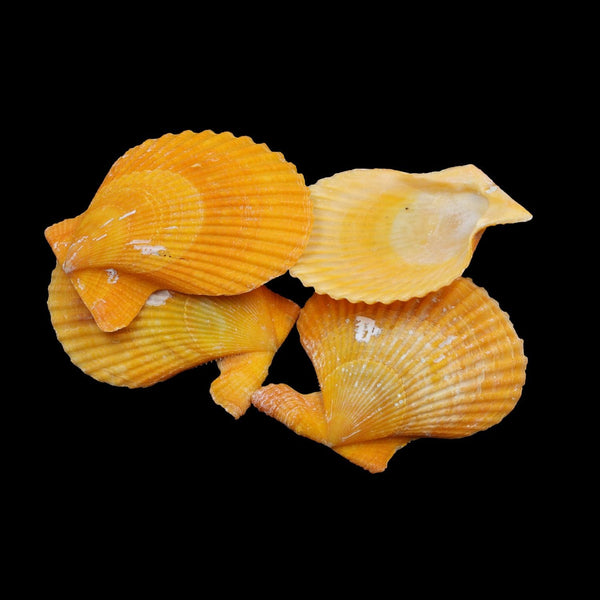 Natural Shell (50Gms) SH021 SH021