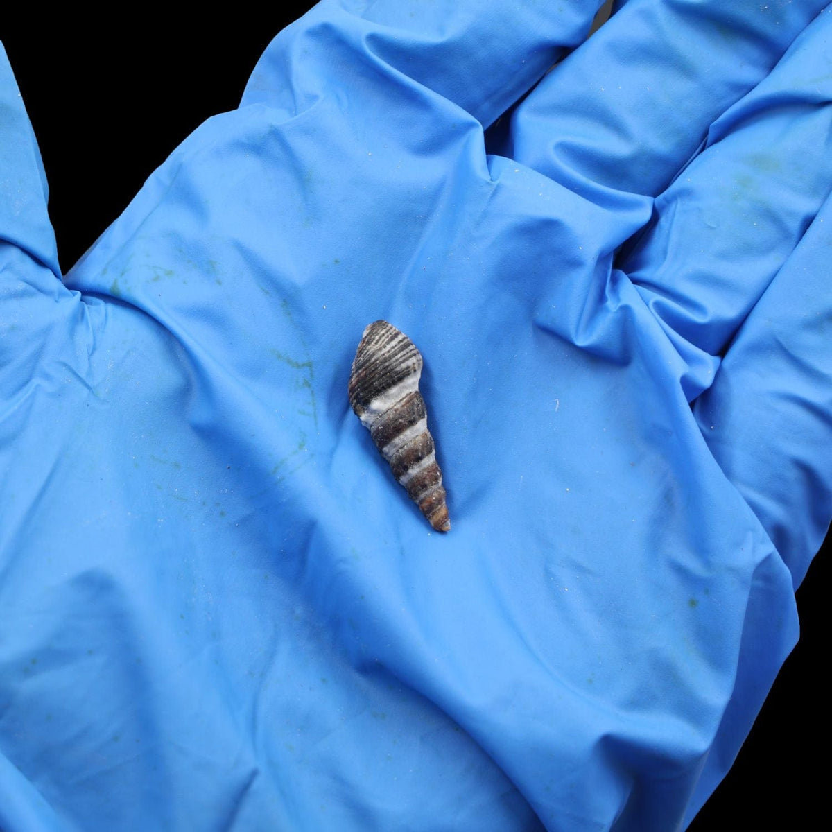 Natural Shell (50Gms) SH022 SH022