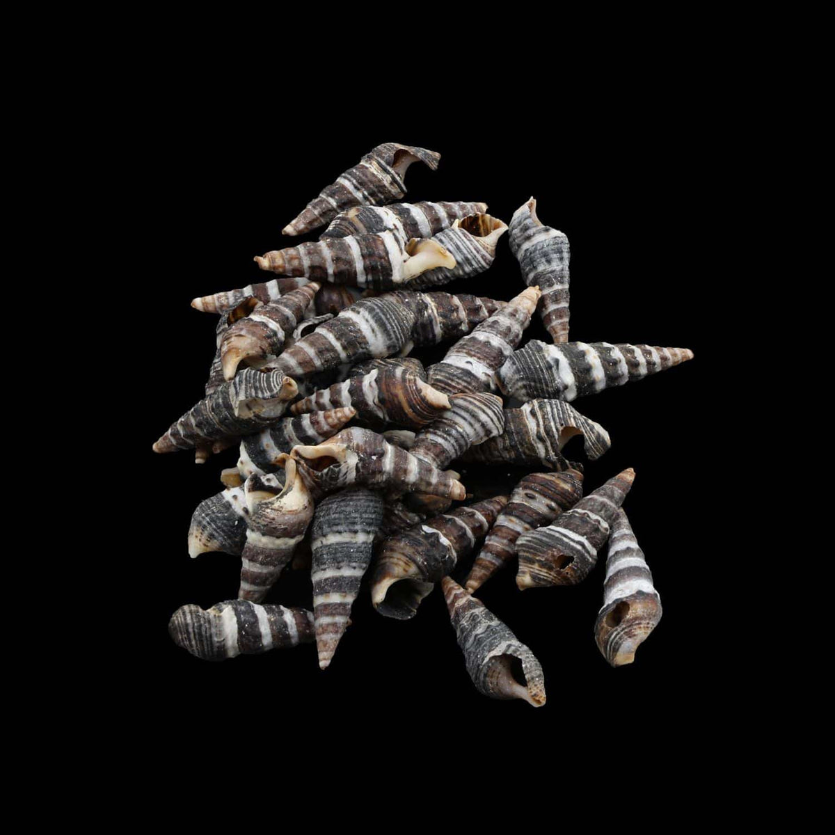 Natural Shell (50Gms) SH022 SH022