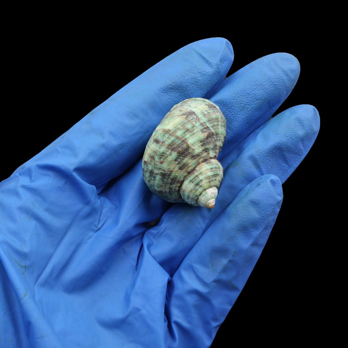 Natural Shell (50Gms) SH026 SH026