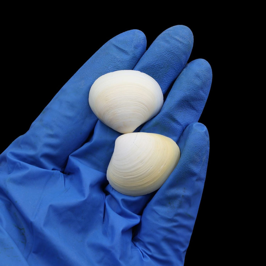 Natural Shell (50Gms) SH027 SH027